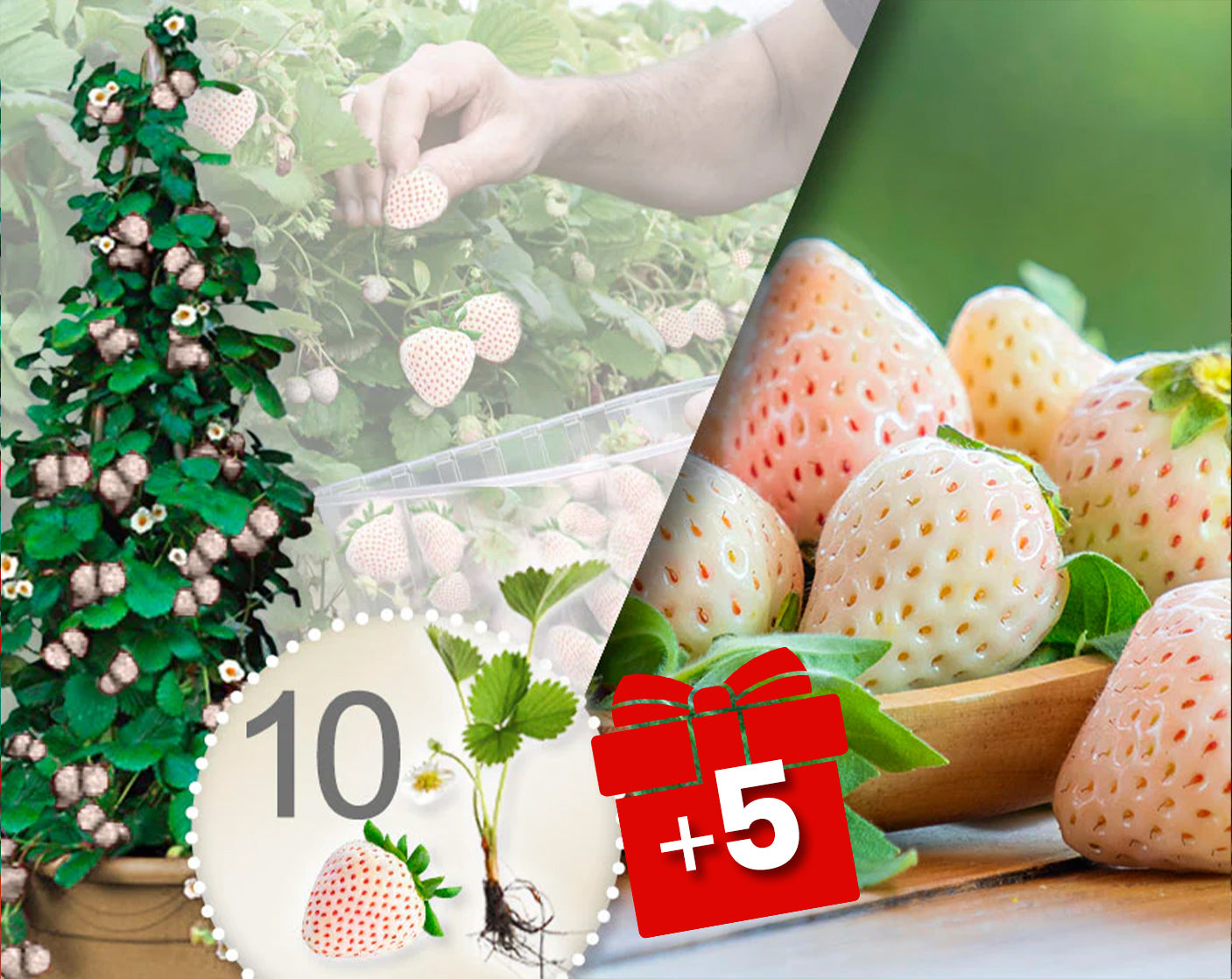 Fresas trepadoras blancas 10 Piezas + 5 gratis