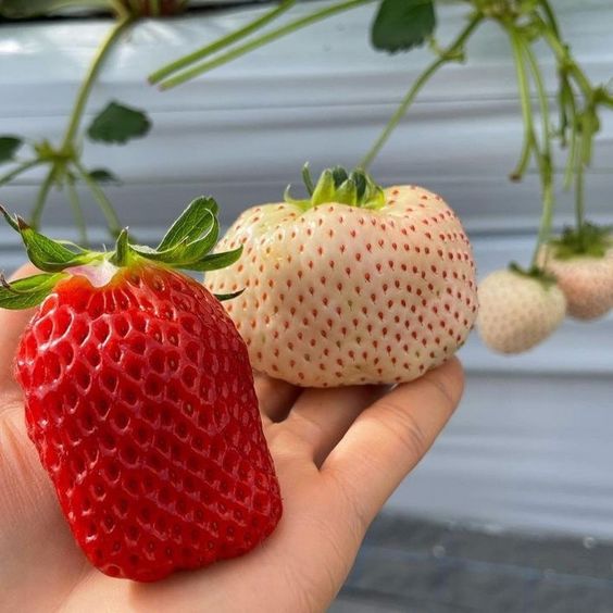 Fresas trepadoras rojas 5 Piezas