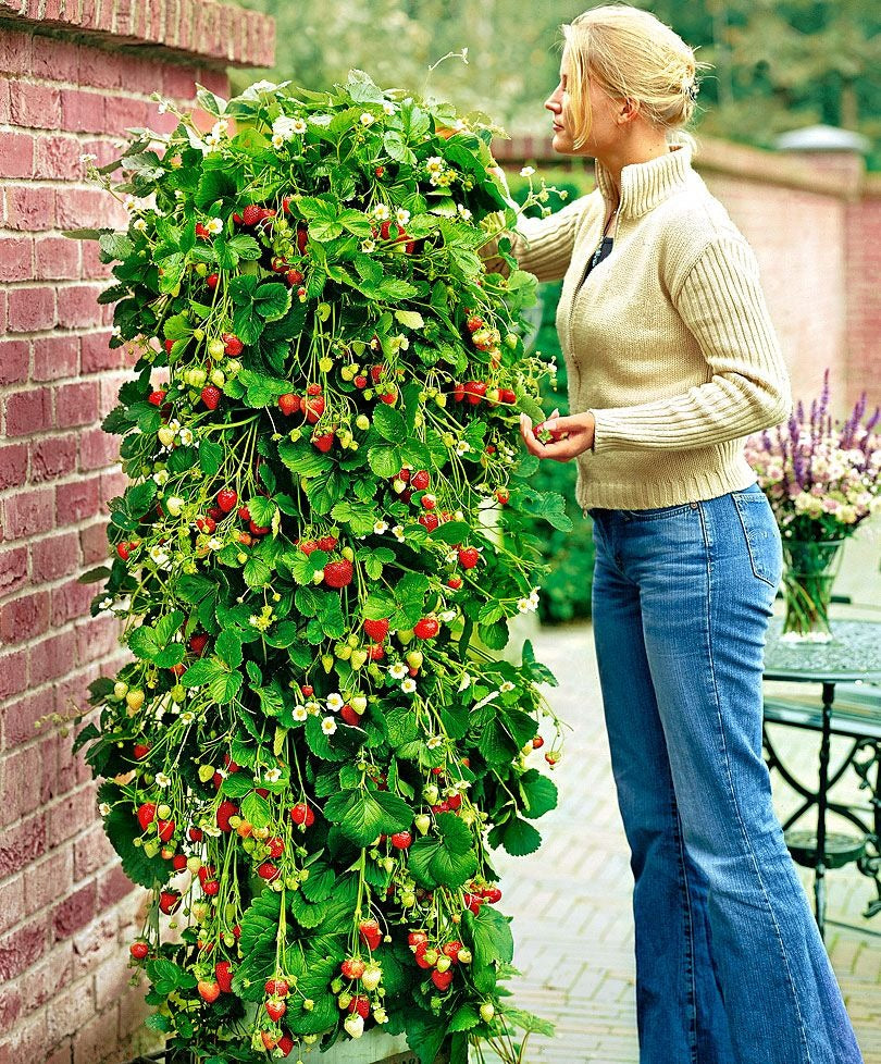 Fresas trepadoras rojas 5 Piezas