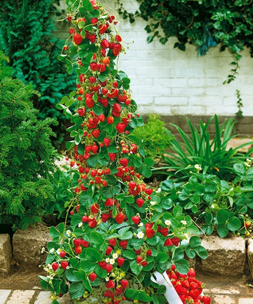 Fresas trepadoras rojas 5 Piezas