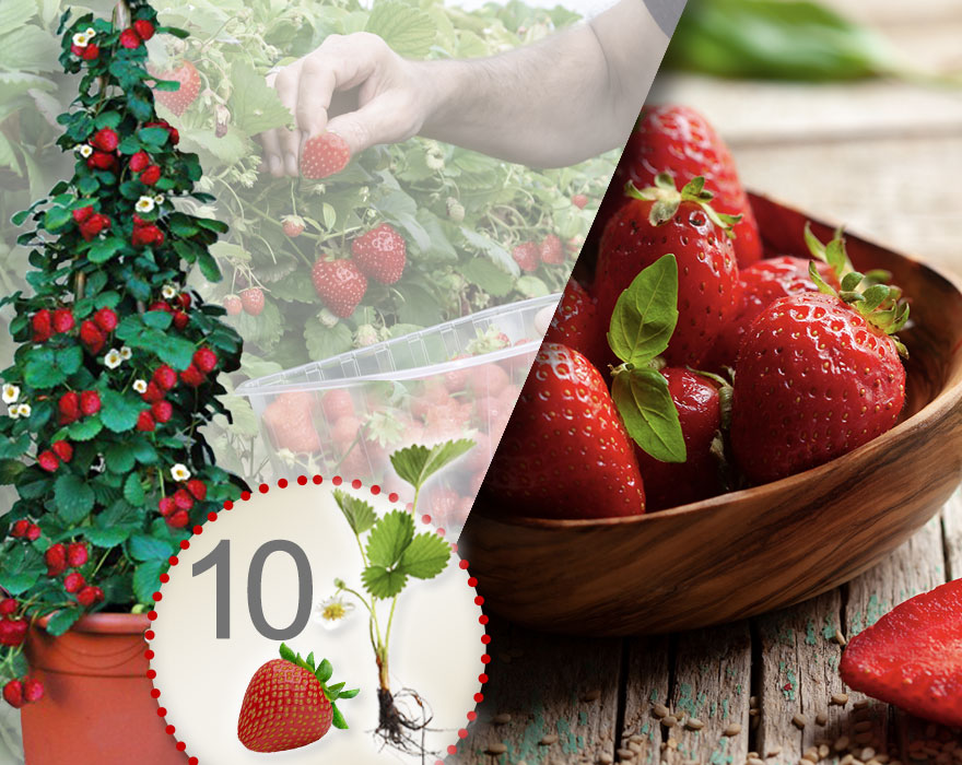 Fresas trepadoras rojas 10 Piezas