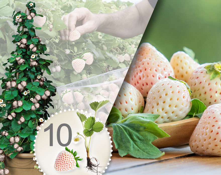 Fresas trepadoras blancas 10 Piezas