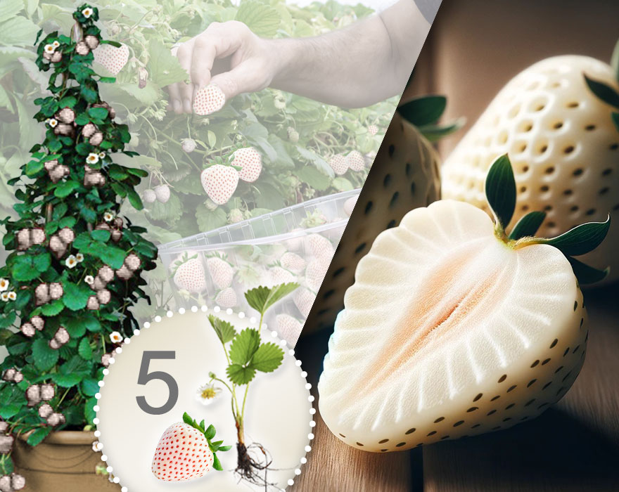 Fresas trepadoras blancas 5 Piezas