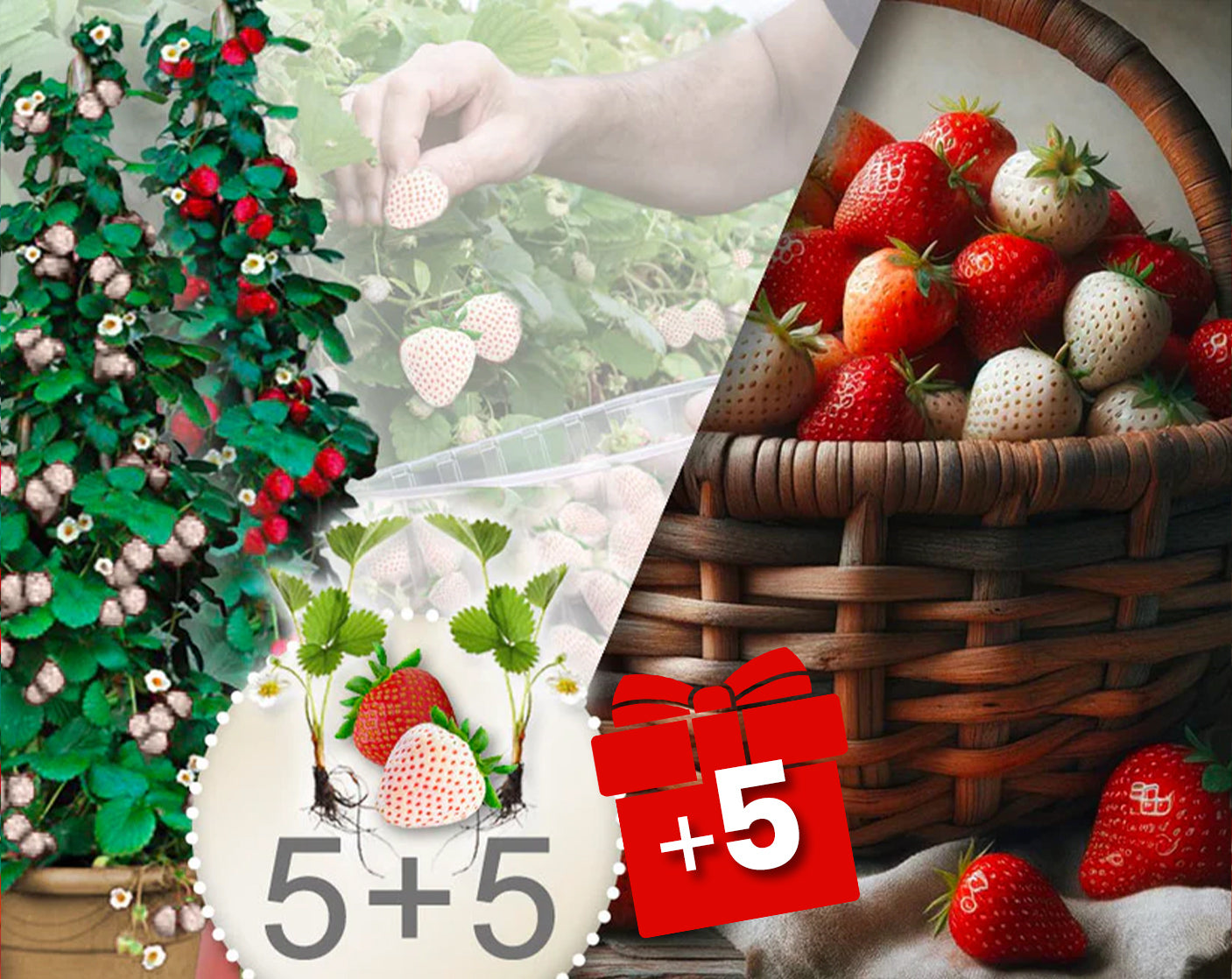Fresas trepadoras rojas y blancas 10 Piezas + 5 gratis