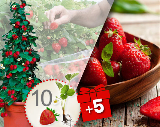 Fresas trepadoras rojas 10 Piezas + 5 gratis
