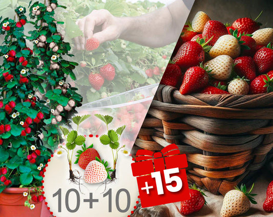 Fresas trepadoras rojas y blancas 20 Piezas + 15 gratis