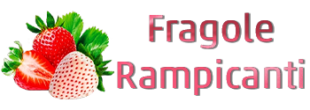 Fragole Rampicanti